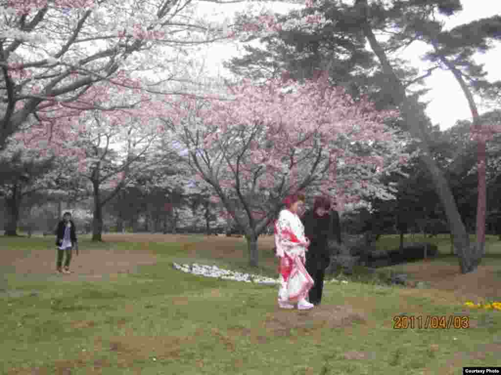 Сакура гүлдөгөндө. 1-сүрөт. Сейилдеп... - Күн Чыгышта окуп жаткан кыргыз студенти Алмагүл айымдын сүрөттөрүнөн. Жапония. “Азаттык” үналгысы. 2011-жылдын апрели. (Окурмандын кат куржуну).   1-сүрөт. 
