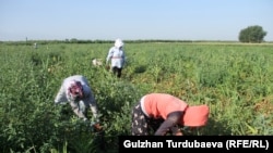 Иллюстрациялык сүрөт