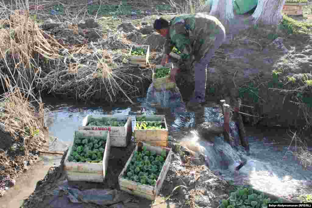 Коондун көчөтү сууну жана жылуулукту гана сүйөт. Шамалды-Сай. Ноокен району.