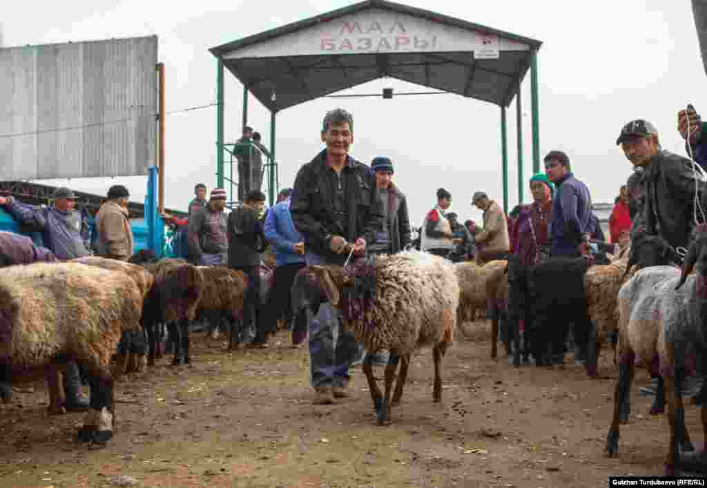 Этого барана только что купили за пять тысяч сомов.&nbsp;