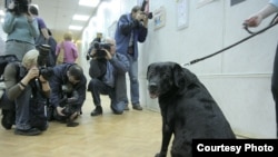 Лабрадор Володимира Путіна Коні