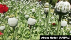 کشت کوکنار در ولایت بامیان