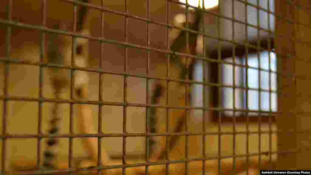 Капастагы маймылдар.