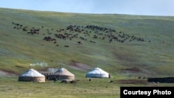 Казахские юрты на летнем пастбище. Фото Баяра Балганцэрэна.