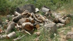 «Անտառ չի մնացել». բնապահպաններն Իջևանի անտառում ծառահատումների մասին են ահազանգում