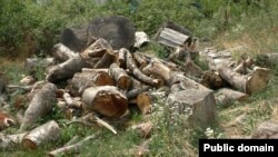 Հատված ծառեր՝ Իջևանի անտառում, օգոստոս, 2025 թ.