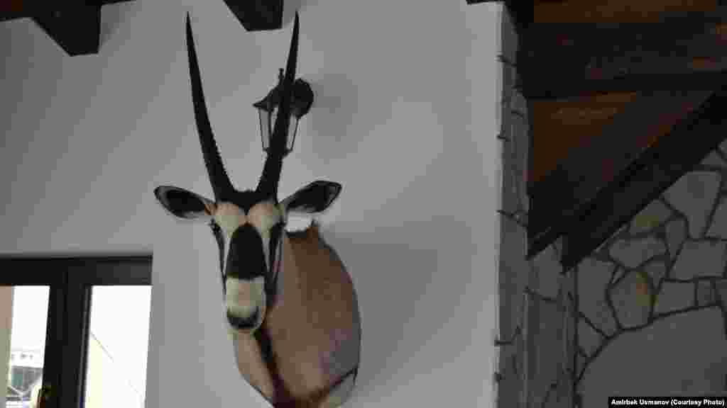 Африка антилопасынын кеби.