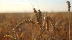 Diňle: Bugdaý hasyly pes boldy, ekinleri çekirtge gemirýär - Daýhan