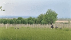 Արարատյան դաշտավայրում եռուզեռ է, տանը նստել չեն կարող