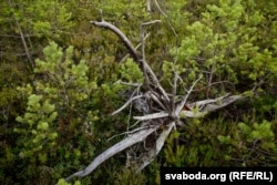 Сухое дрэва, Ельня