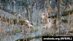 Паваленыя бабрамі дрэвы. Ілюстрацыйнае фота