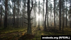 Белавеская пушча, кастрычнік 2017 году 