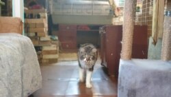 Приют "Зоозащиты"