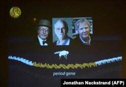 Физиология жана медицина боюнча Нобел сыйлыктарынын ээлери (солдон оңго): Жеффри Холл, Майкл Росбаш жана Майкл Янг. 02.10.2017.