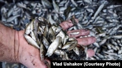 Чүй: тартылган суу, кырылган балык