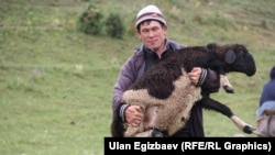 Скотовод на джайлоо Каркыра. Кыргызстан. 2015. 