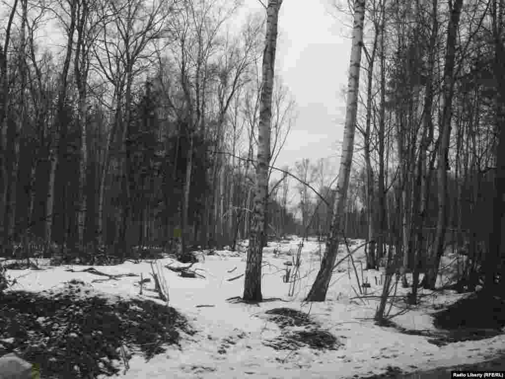 Просека, прорубленная в Химкинскому лесу компанией  "Российские автомобильные дороги"   -  