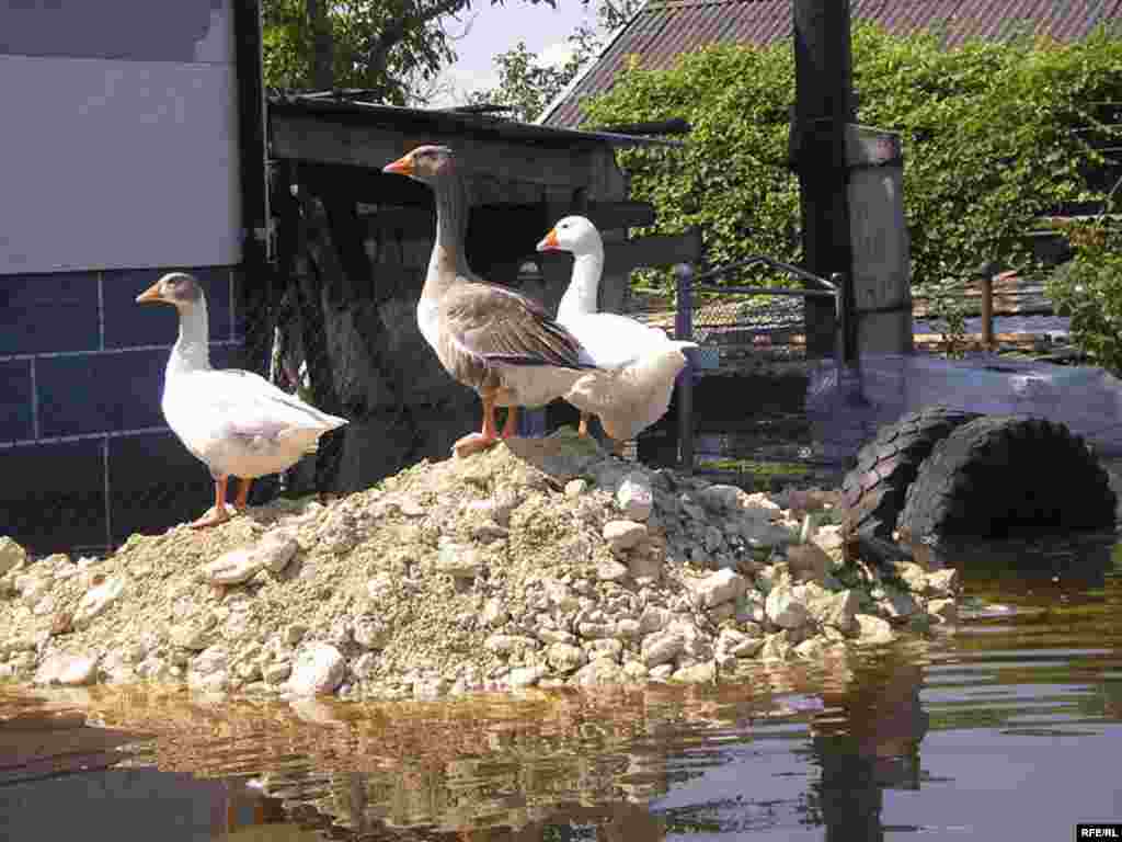 Закарпатская область, 29 июля 2008