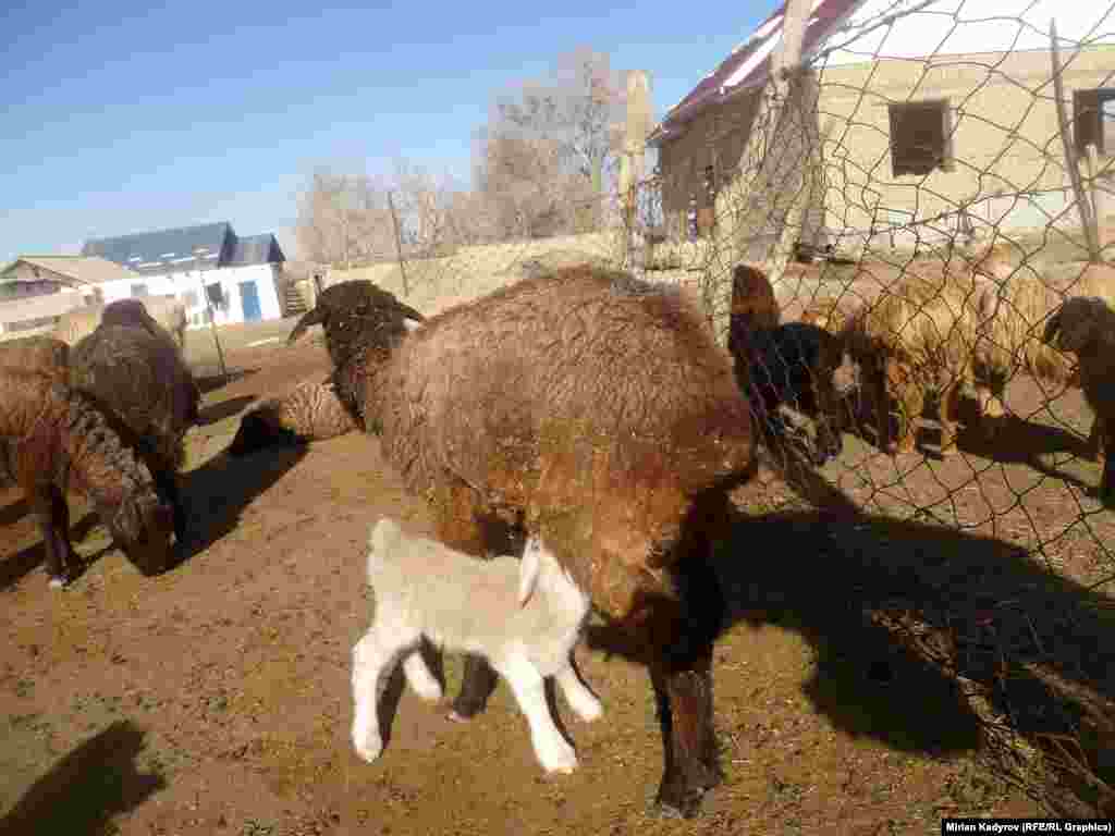 Мал арык болсо төл алуу да кыйын болот, ал эми тууган койлор арык болуп козуларын жерип эмизбейт.
