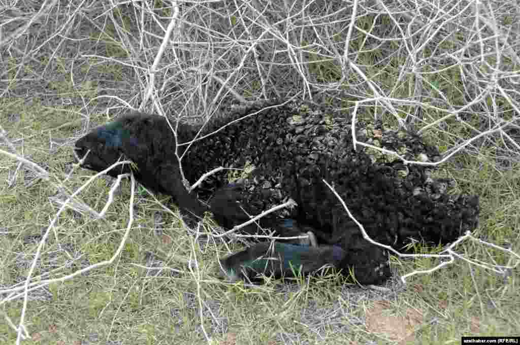 Новорожденный ягненок&nbsp;