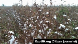 (Иллюстратив сурат)