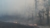 Поліція: на Харківщині лісова пожежа перекинулася на будинки, загинули четверо людей