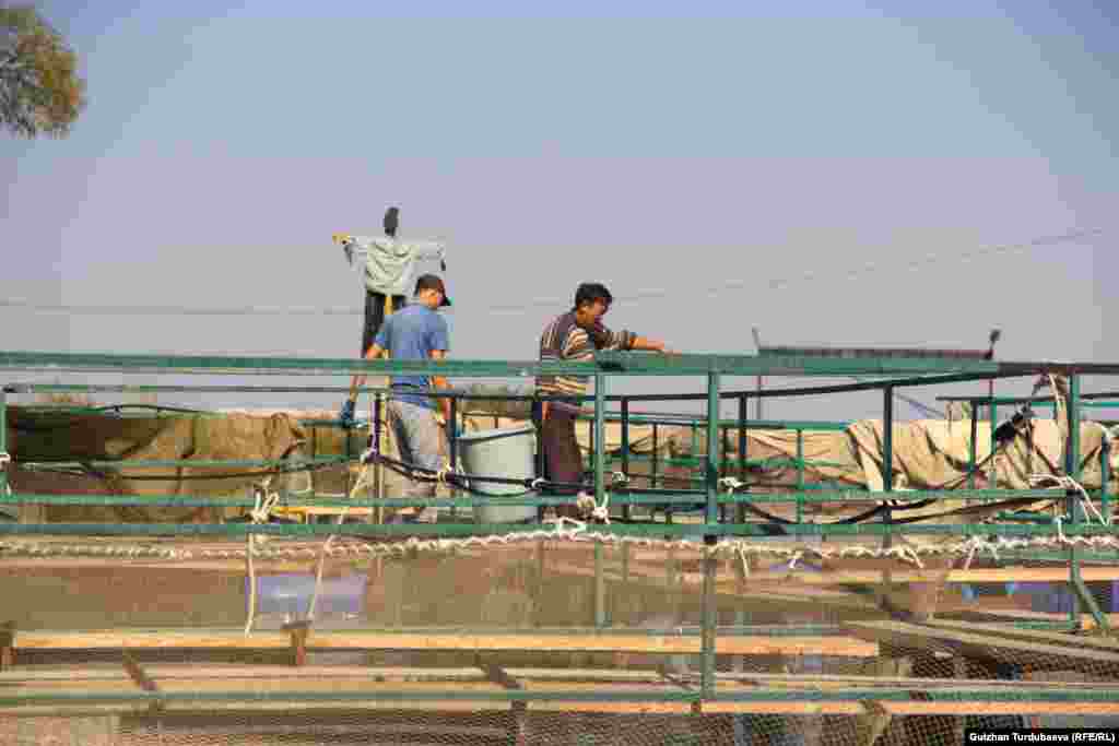 Специалисты по выращиванию рыбы есть не в каждом таком хозяйстве. Но здесь без него не&nbsp;обошлись.&nbsp;&nbsp;