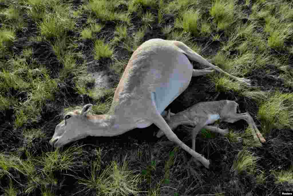 Өлгөн бөкөн чаарчыгы менен, Кустанай обулусу, 2015-жыл&nbsp; &nbsp;