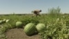 Ukraine - drones hit watermelon fields in Kherson region - screen grab