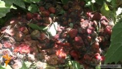 Կարկտահարված Մրգաստանը մնացել է առանց մրգի