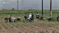 Արաքս գյուղում այս տարի բամբակի լավ բերք են ակնկալում