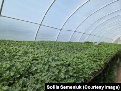 Теплиця фермерського господарства