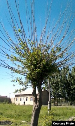 Самарқанд далаларидан биридаги тут кўчати