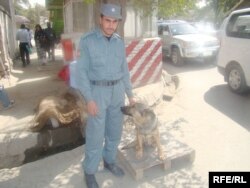 Сотрудник службы безопасности с дрессированными собаками. Иллюстративное фото.