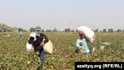 Пахта теримдегилер