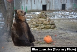 Ведмедиця Маня жила у Львові біля торгівельного центру