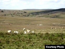 Темир кени үчүн ушул жайыттар "садага" чабылабы? сүрөт: WRM