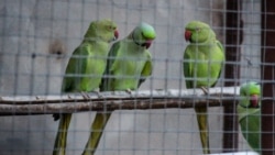 Gafarovlarnıñ azbarında papağanlar