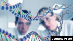 ДНКнын үлгүсү.