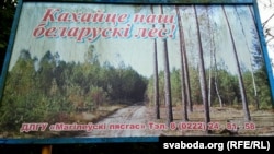 Плякат з рамантычным заклікам «Кахаць лес»