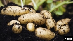 Illýustrasiýa suraty. 