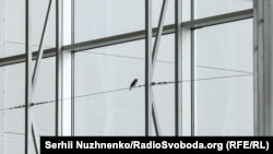 Птахи залітають у зал на останньому поверсі