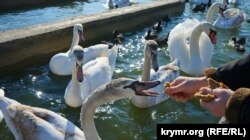 Сасык - Сиваш көлүндөгү бакма ак куулар. Крым.