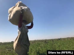 Сборщица хлопка, приехавшая из Узбекистана. Туркестанская область, 2 октября 2018 года.