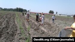 Ўзбекистон ҳукуматининг мажбурий меҳнатга чек қўйиш ҳақида олган мажбуриятларига қарамай давлат ишчиларининг дала меҳнатига жалб этилиши ҳар йили кузатилади.