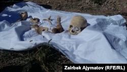 1916-жылы Улуу Үркүн маалында ашууларда набыт болгондордун сөөктөрү арууланып кайра коюлуп, куран окулган. Архивдик сүрөт. Август, 2016-жыл.