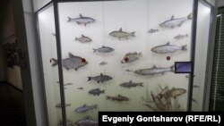 В амурском краеведческом музее