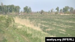 Поле, которое возделывал фермер Канат Аяпбергенов. Павлодарская область, 20 мая 2016 года.