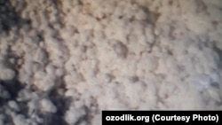 Фермернинг қабул пунктидан қайтариб олиб келган пахтаси