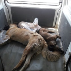 Юлия Николаева йигирмадан ортиқ ит ўлдирилганини кўрганини айтди.